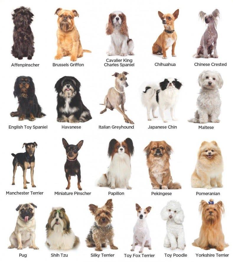 Dog Breed Classification Project