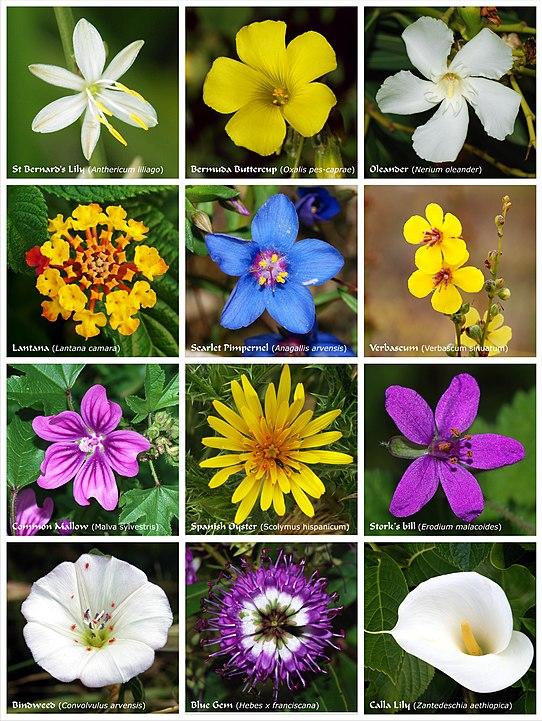 Flower Type Classification Project